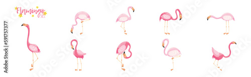 Pink Flamingo as Exotic Tropical Bird in Pose Vector Set
