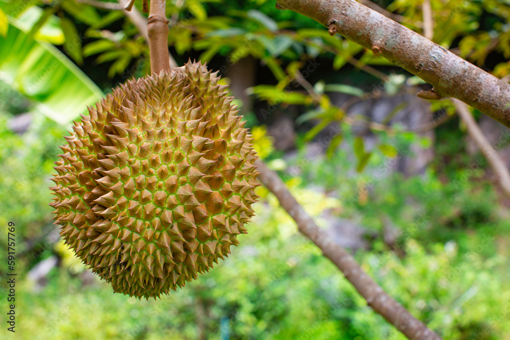 Durians fruit on the durian tree Durians fruit on the durian tree