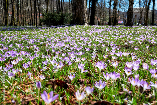 Fototapeta Naklejka Na Ścianę i Meble -  Lush spring meadow with purple crocus flowers in the public city park. Seasonal plants and herbs backgrounds