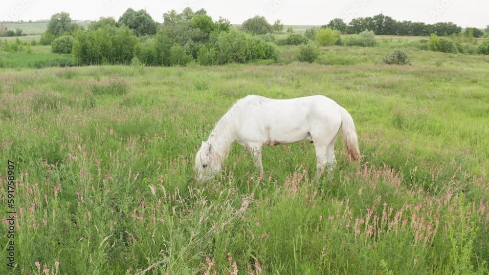 A beautiful white horse feeding in a green pasture. The white horse eats grass in the meadow. A beautiful white horse feeding in a green pasture. The white horse eats grass in the meadow.