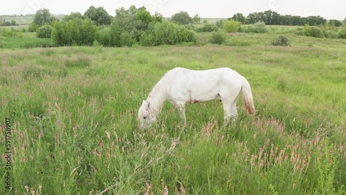 A beautiful white horse feeding in a green pasture. The white horse eats grass in the meadow.