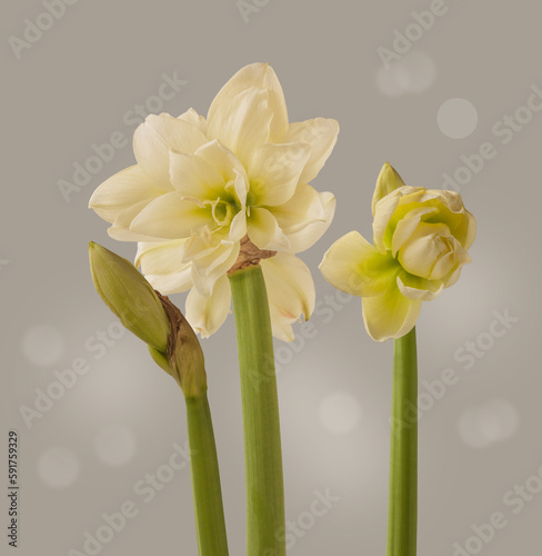 Hippeastrum (amaryllis)  