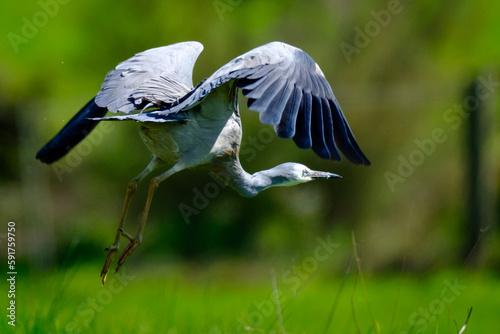 blue heron in flight