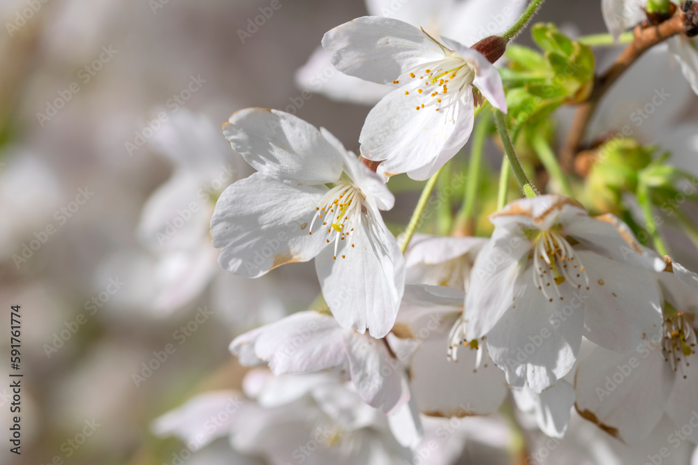 Cherry Blossom flowers At Amsterdam The Netherlands 5-4-2023