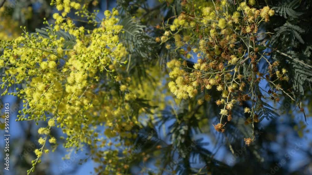 Acacia and Pine tree branches sway with wind. Pine needles move gently. Acacia and Pine tree branches sway with wind. Pine needles move gently.