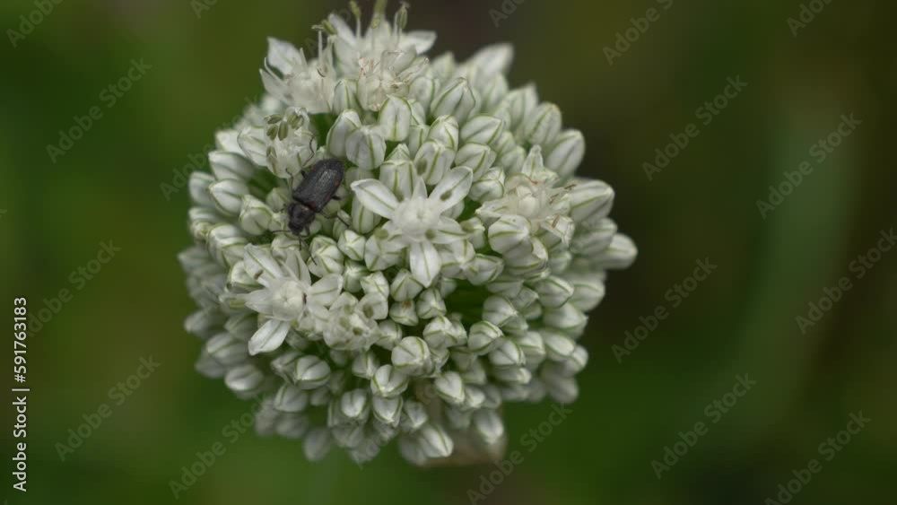 Macro close-up shot of black beetle sitting on white flower. Detailed view of insect and petals. Macro close-up shot of black beetle sitting on white flower. Detailed view of insect and petals.