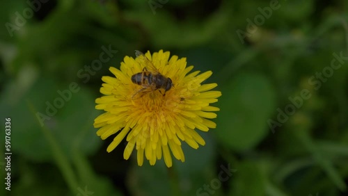 Wallpaper Mural Bumble bee pollinates Dandelion plants. Green field backdrop. Torontodigital.ca