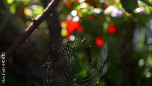 Spider web from plants during sunset or sunrise. Reflowers in background. photo