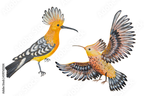 Two hoopoe birds painted in watercolor and isolated on a white background.