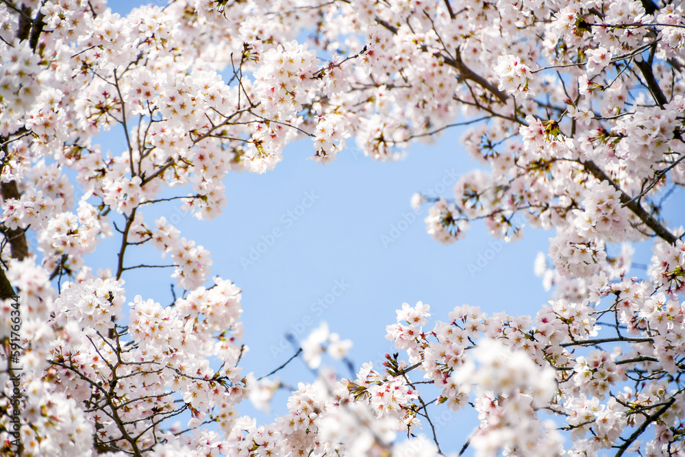 満開の桜と青空のフレーム