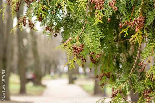 Detail of a branch of Calocedrus decurrens, an ornamental tree used in horticulture. Blurred alley background photo