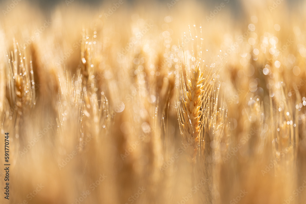 wheat wheat