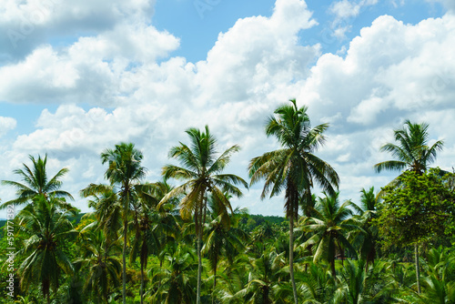 Tropical forest with palm trees and blue sky with fluffy clouds