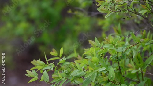 Wallpaper Mural Green bush leaves background in europe Torontodigital.ca