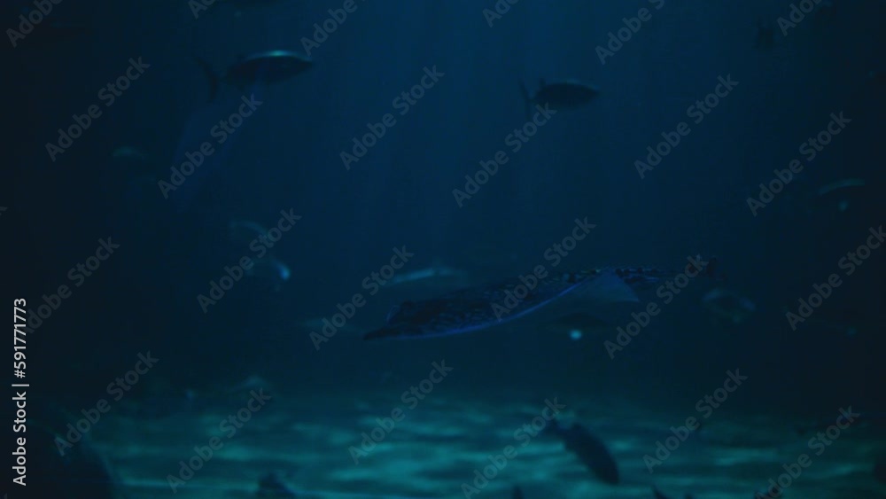 Fish swimming in a giant commercial aquarium. Backlit with a spotlight, the atmosphere is moody and resembles actual underwater footage with natural lighting. Fish swimming in a giant commercial aquarium. Backlit with a spotlight, the atmosphere is moody and resembles actual underwater footage with natural lighting.