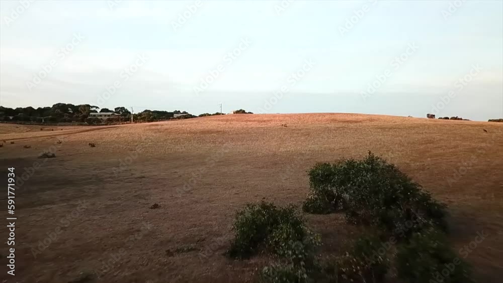 Australian Field with Kangaroo filmed with a Drone Australian Field with Kangaroo filmed with a Drone