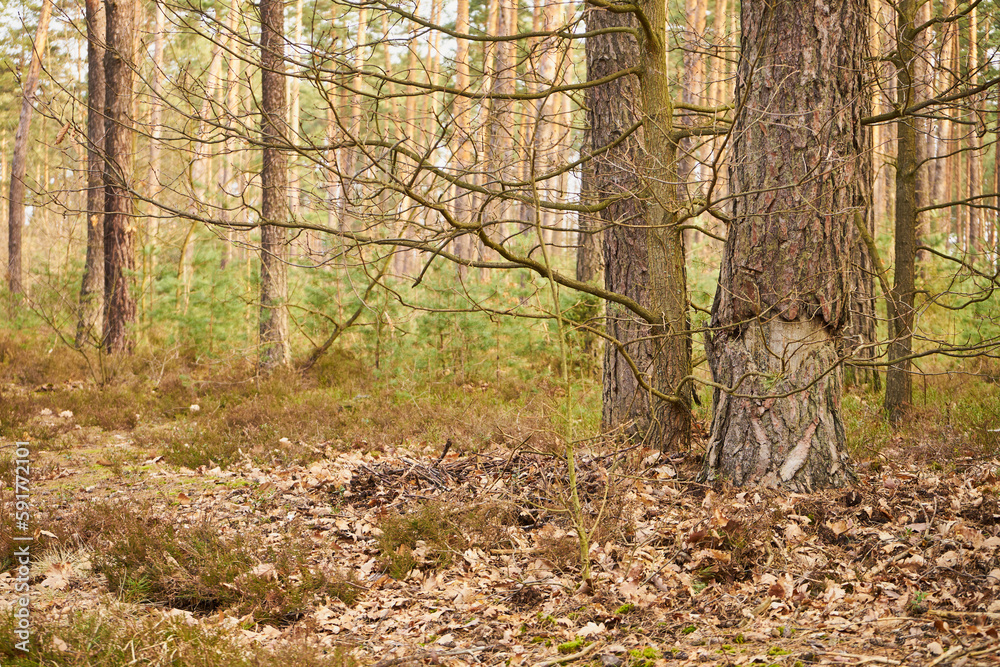 Naklejka premium drzewo bez kory
