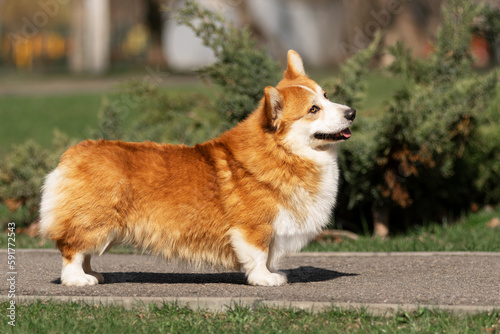 Welsh Corgi Pembroke standing in the park on a sunny summer day