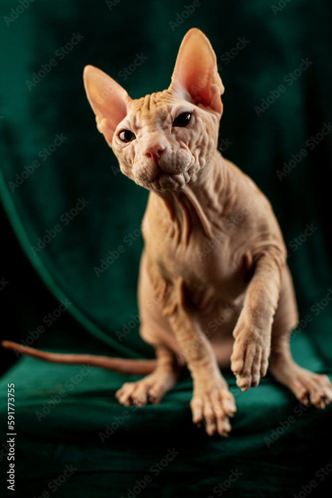 Sphynx cat sitting on a green background Sphynx cat sitting on a green background