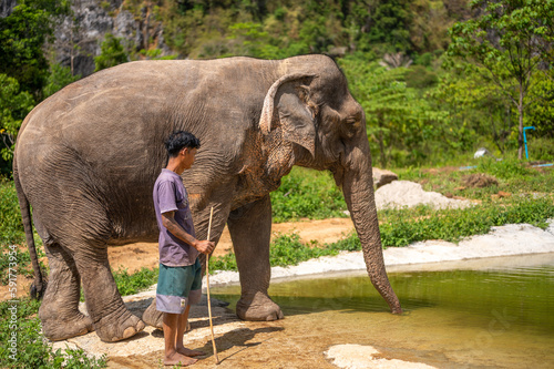 Photography elephant and mahout