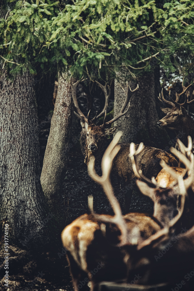 Fototapeta premium Hirsche im Wald 