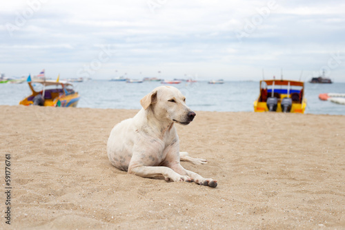 A dog relaxing on the beach. summer concept