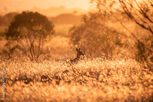 Kangaroo at sunset