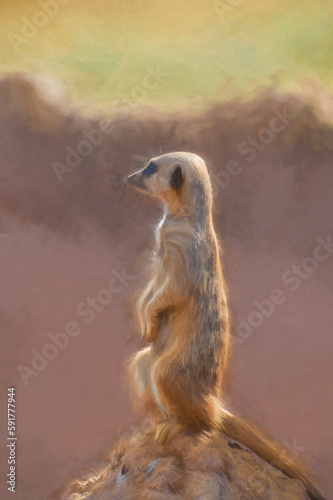 Digital painting of an isolated Meerkat at the zoo. photo