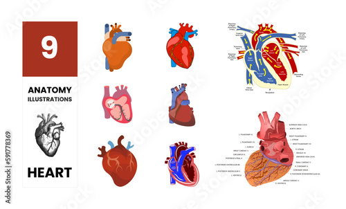 collection of 9 illustrations, anatomy on the heart in vector, theme on medicine