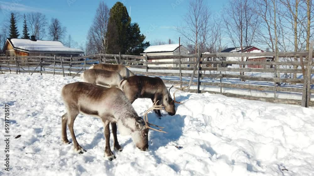 Villaggio Sami a Kiruna in Svezia. La Lapponia con le renne e capanne