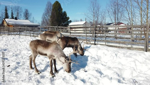 Villaggio Sami a Kiruna in Svezia. La Lapponia con le renne e capanne