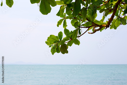 Tree with sea and blue sky