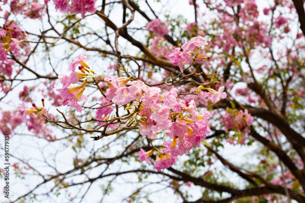 Trumpet Tree, Pink Poui, New World Trumpet, Rosy Trumpet