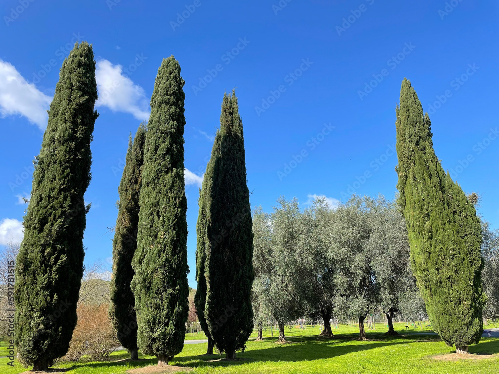 イタリアのトスカーナ地方の魅力的な風景、糸杉とオリーブの木