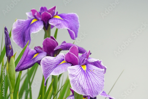 紫色のハナショウブの花
