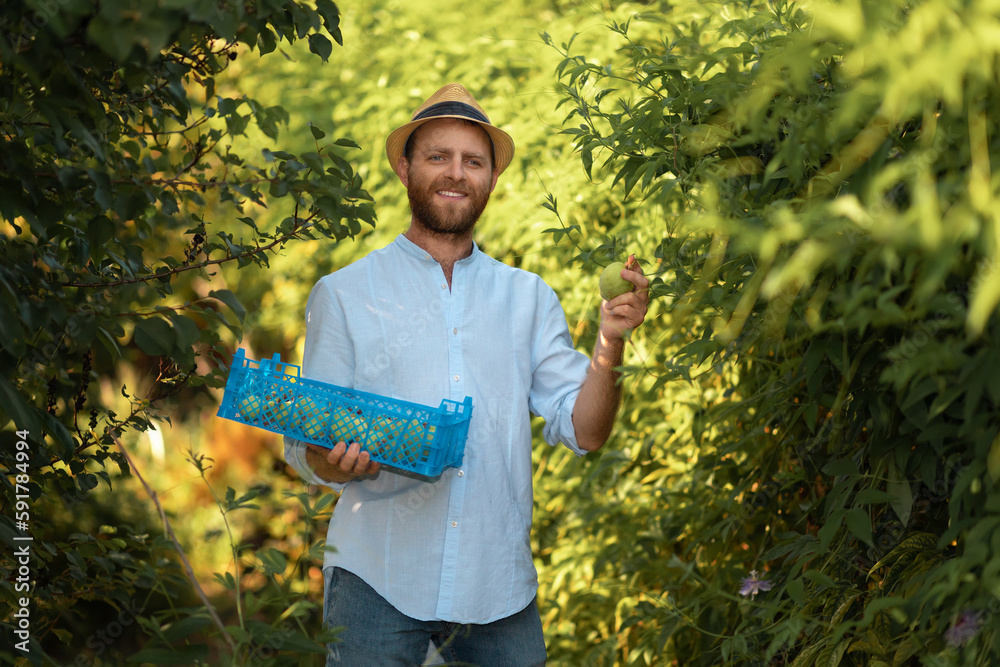 Organic farming. Bearded smiling caucasian gardener in a straw hat holds a box with a harvest and show a passion fruit. The concept of harvesting and gardening Organic farming. Bearded smiling caucasian gardener in a straw hat holds a box with a harvest and show a passion fruit. The concept of harvesting and gardening