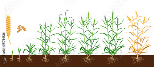 Wheat growth stages. Seed development cycle, agriculture product or farm plant germination phase or sprout cultivation process vector scheme. Wheat or rye ear grow and cultivation progress line photo