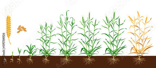 Wheat growth stages. Seed development cycle, agriculture product or farm plant germination phase or sprout cultivation process vector scheme. Wheat or rye ear grow and cultivation progress line