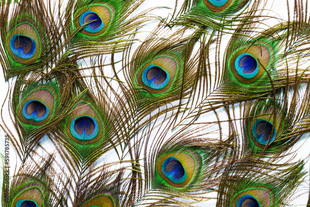 Fototapeta premium Macro peacock feathers on isolated white background,peacock feather isolated on a white background