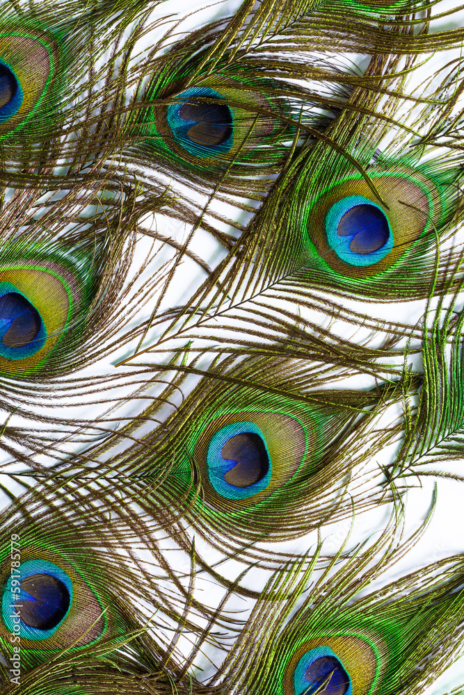 Fototapeta premium Macro peacock feathers on isolated white background,peacock feather isolated on a white background