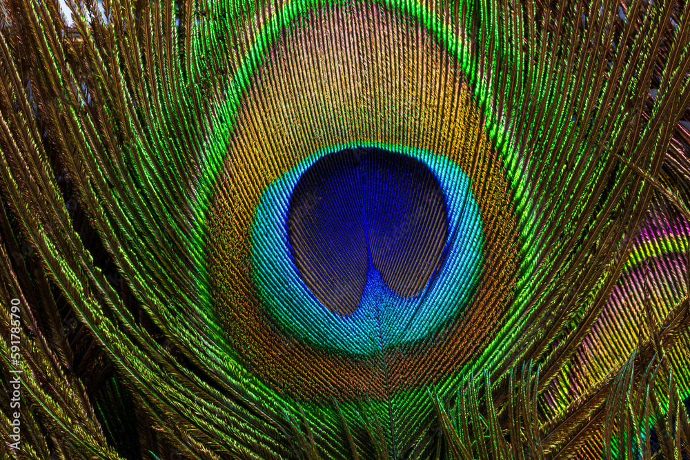 Fototapeta premium macro peacock feathers,Close up of a Peacock feather filling the frame