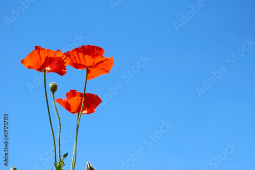Red scarlet poppies and summer spring clear blue sky
