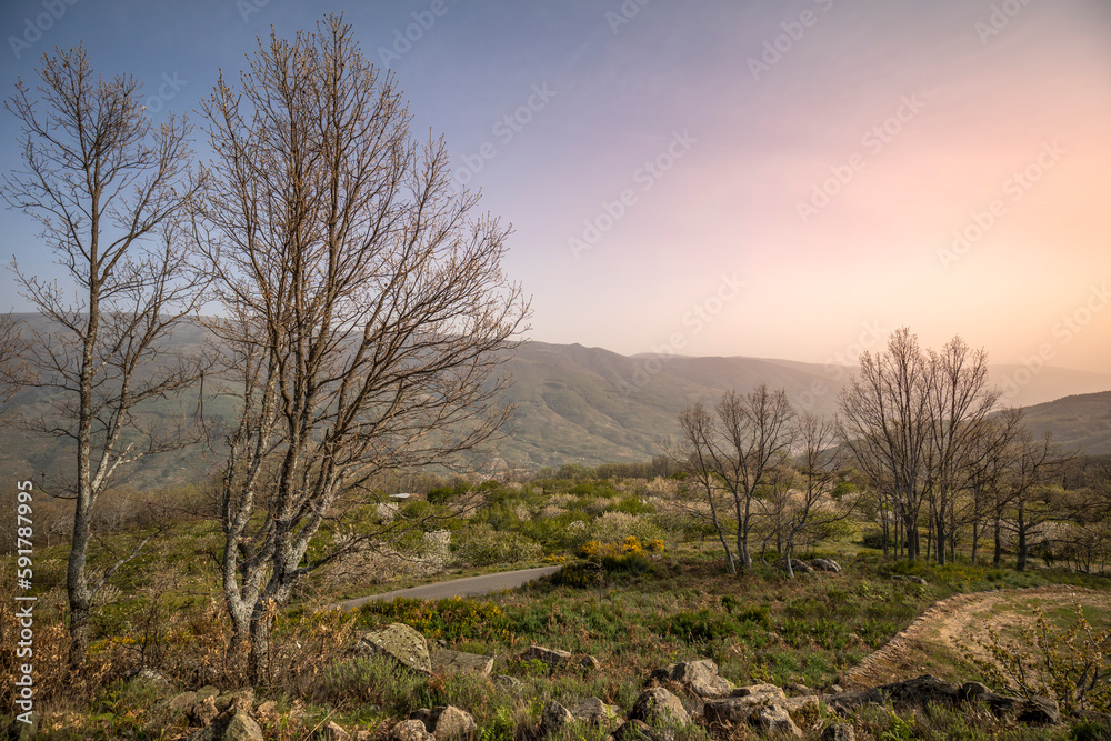 Scenic landscape at sunset from the top of the mountains of Valle del Jerte, in Cáceres, Spain with trees without leaves