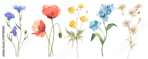 Beautiful floral set with watercolor hand drawn summer wild field flowers. Set of floral elements, watercolor botanical illustration isolated on white background