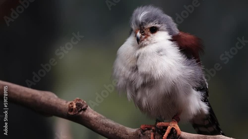  african pygmy falcon on a tree branch photo