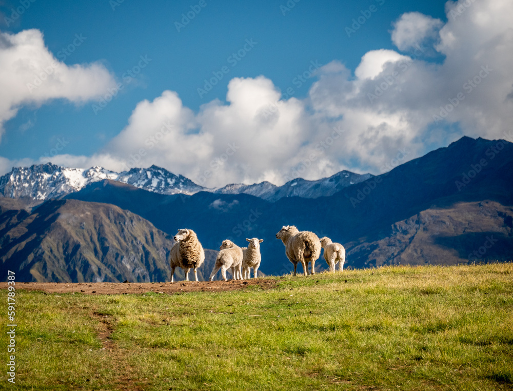 Sheeps in mountains