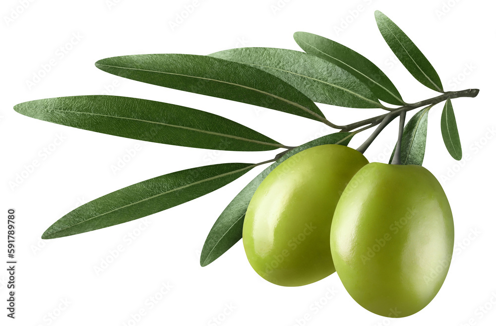 Olive branch with two delicious green olives, cut out