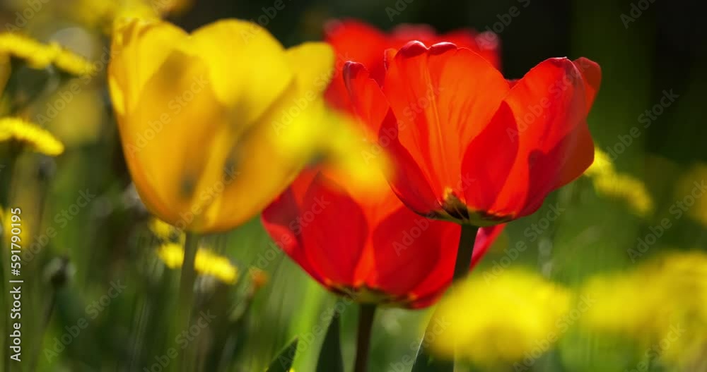 Tulips in a garden during the spring season Tulips in a garden during the spring season