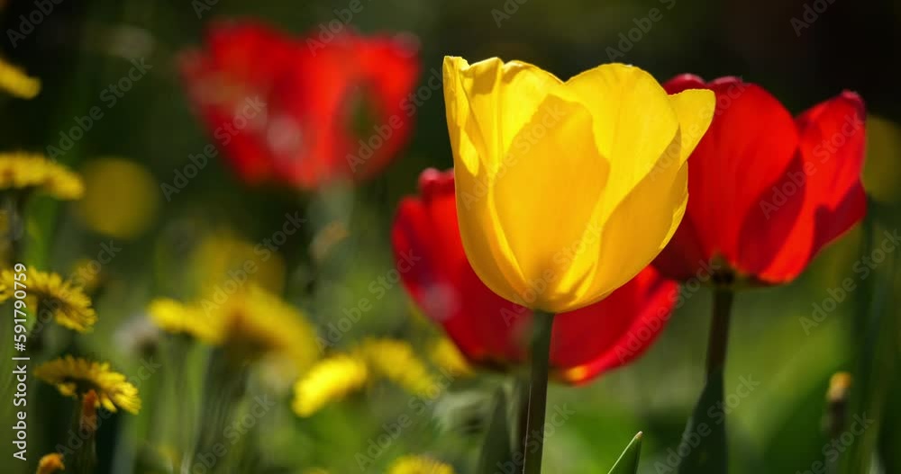 Tulips in a garden during the spring season Tulips in a garden during the spring season
