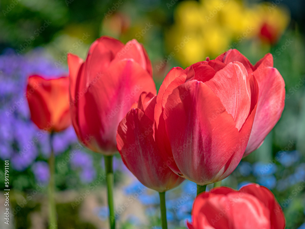 Fototapeta premium Tulpen